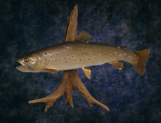 brown trout